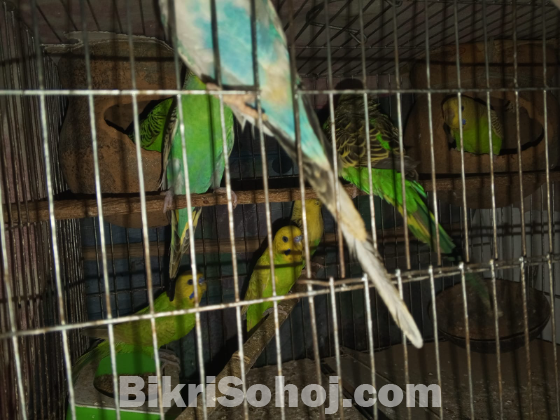 ডিম বাচ্চাসহ রানিং পাখি